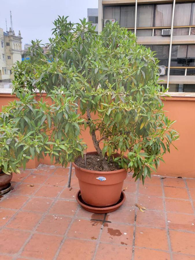 Residencial Waldorf Bed and Breakfast Lima Buitenkant foto
